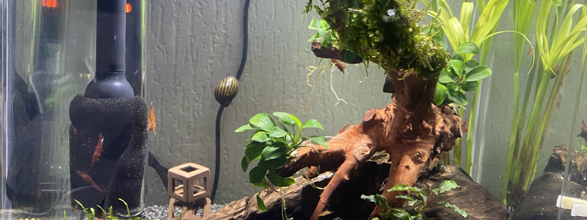 aquarium Bac a crevettes