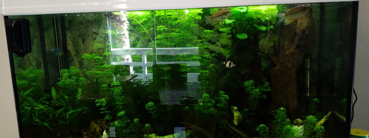 aquarium Communautaire