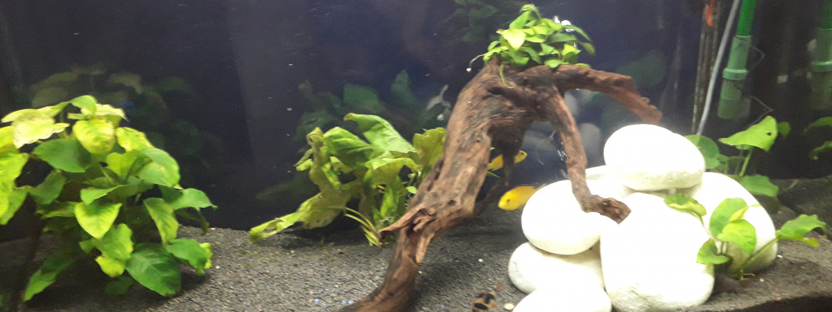 aquarium Aquarium de 450L