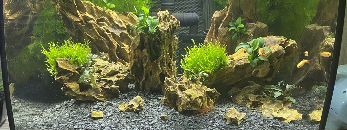 aquarium Bac 2 cpo