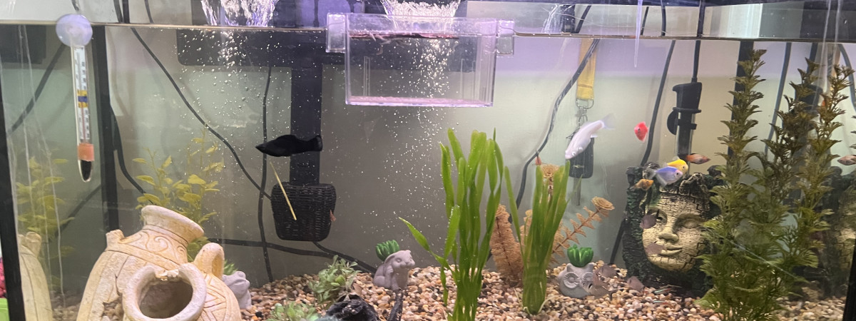 aquarium Mes bébés loups