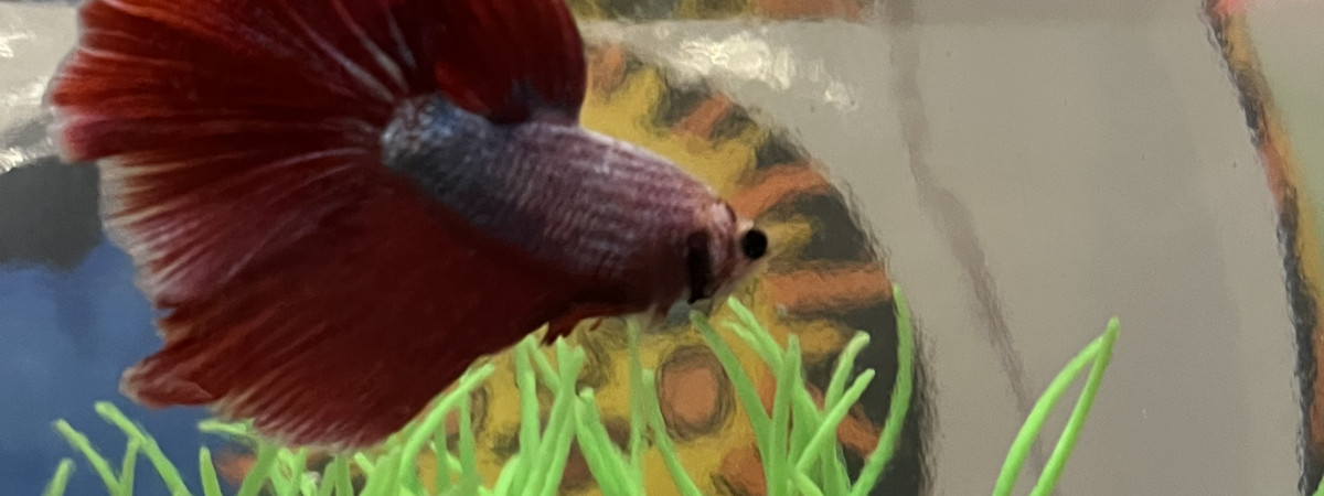 aquarium Ann Solo