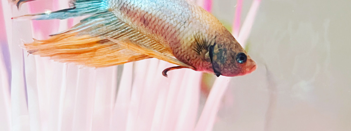 aquarium Al Capone