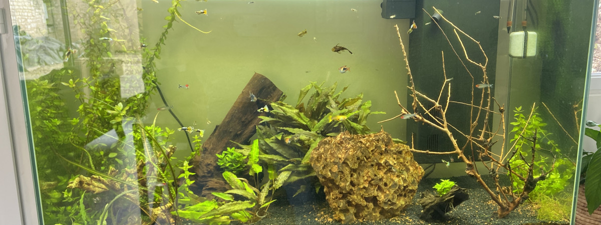 aquarium Aquarium
