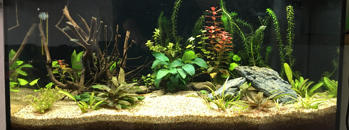 aquarium Mon premier aquarium - 100L