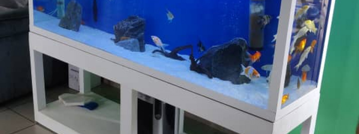 aquarium Aquarium