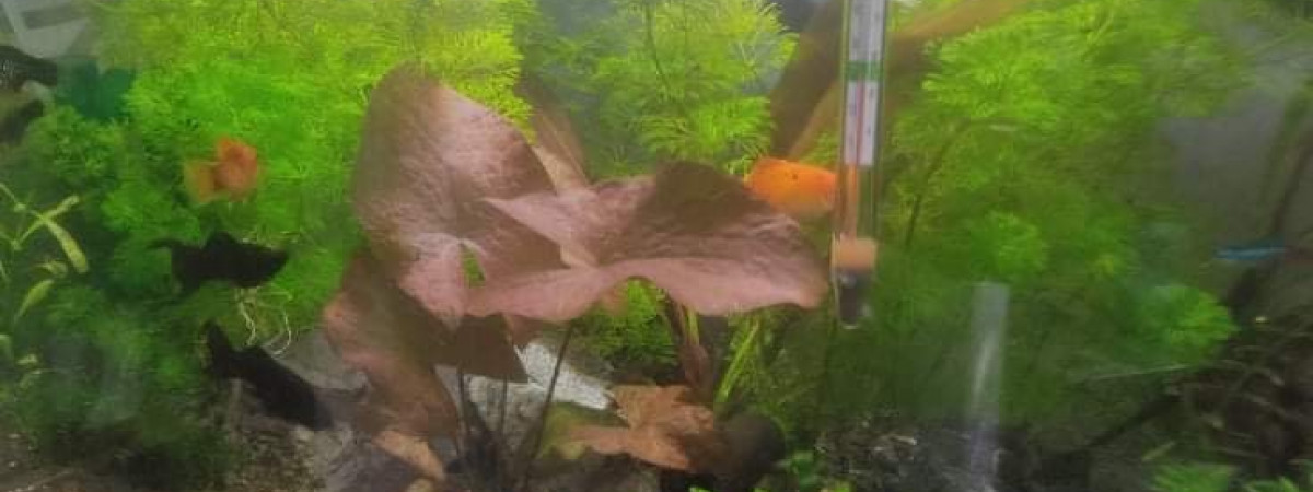 aquarium AQUA B 5