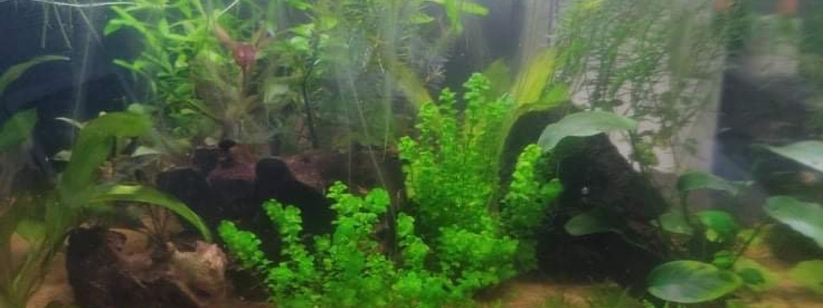 aquarium CREVETARIUM