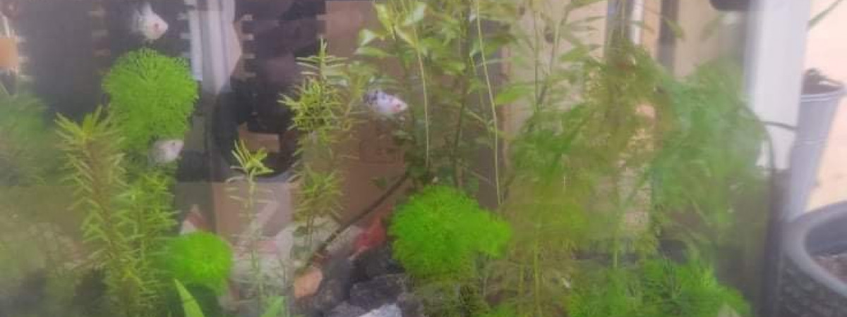 aquarium AQUA E 1