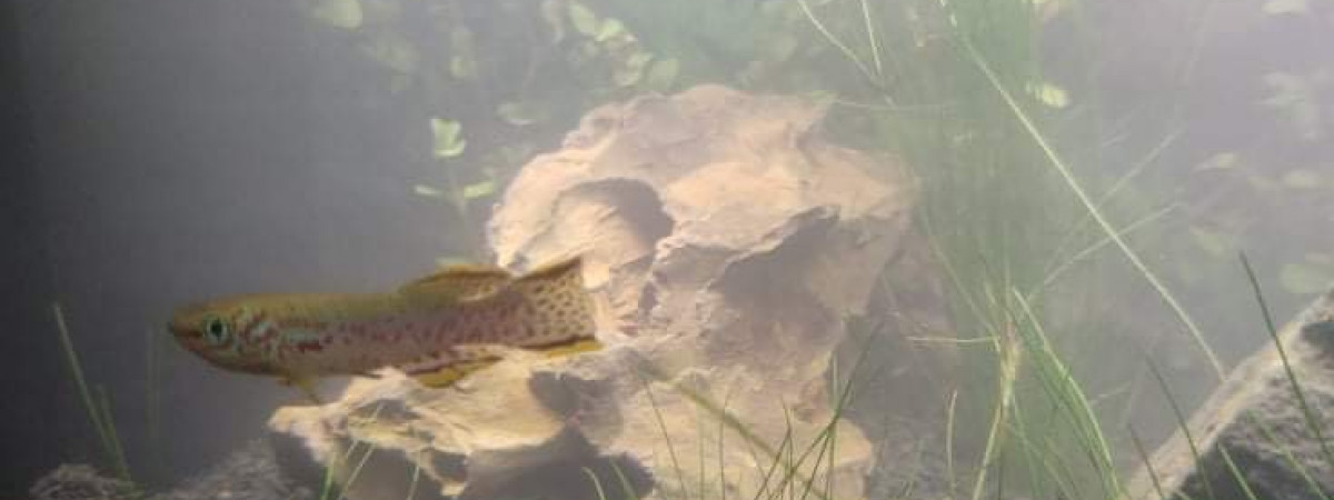 aquarium AQUA M 1