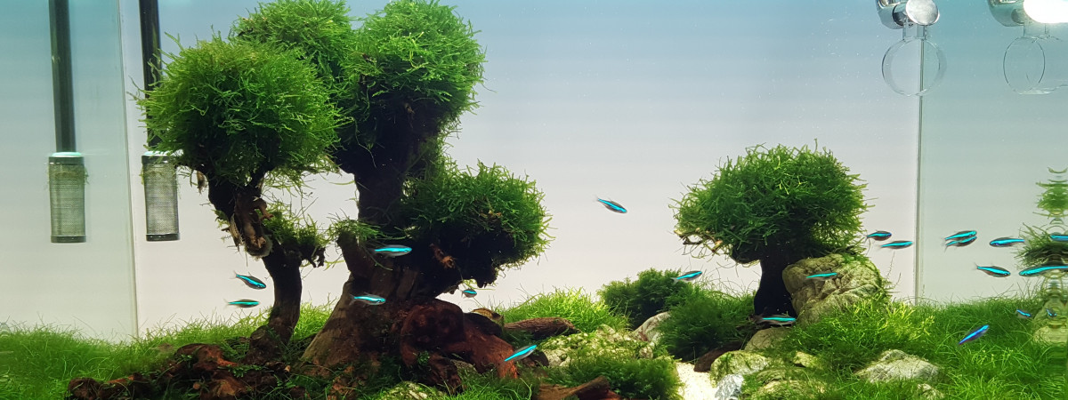 aquarium Aquascape