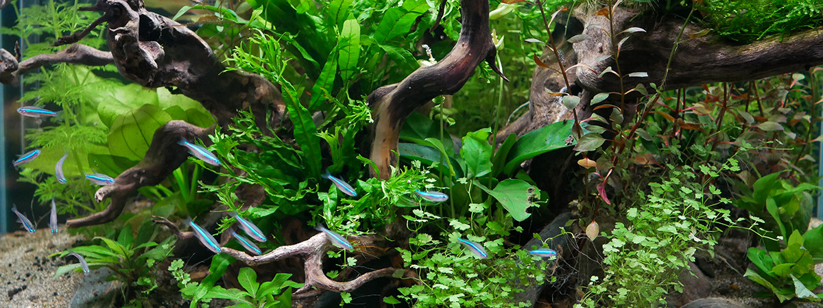aquarium 96 L Simulans