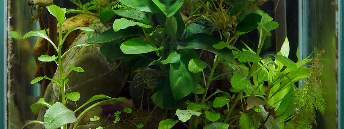 aquarium Cube Betta
