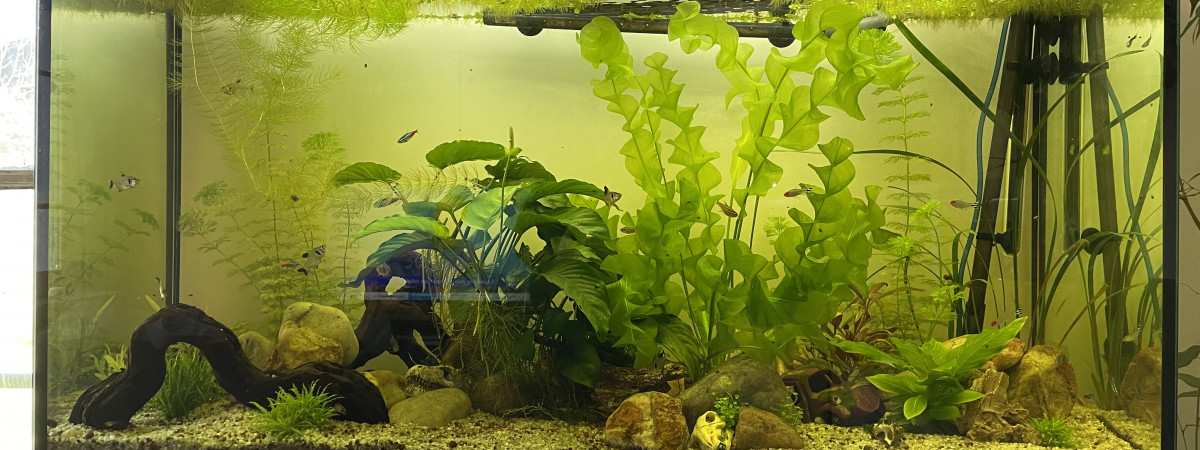 aquarium Amazonien