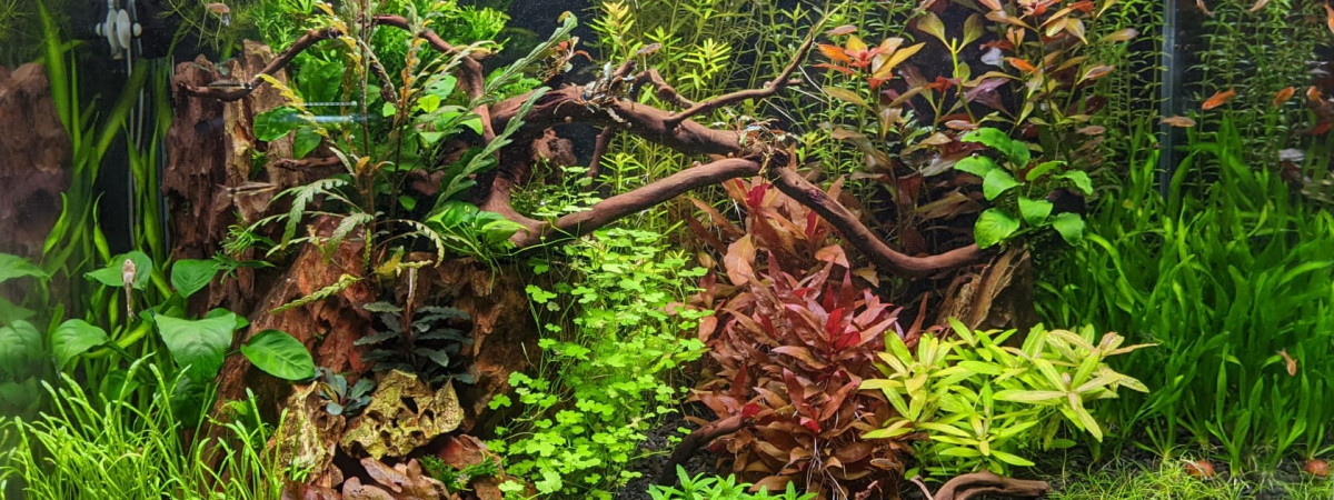 aquarium Ciano 80