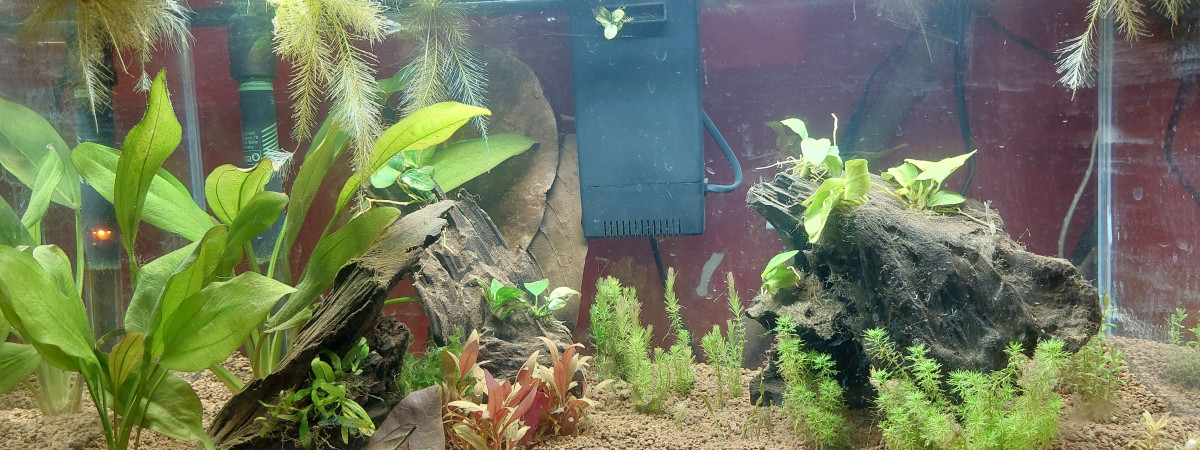 aquarium Sol akadama