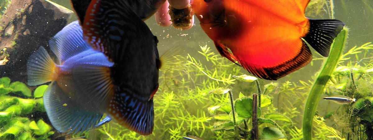 aquarium La maison des grands Amazonien 536L