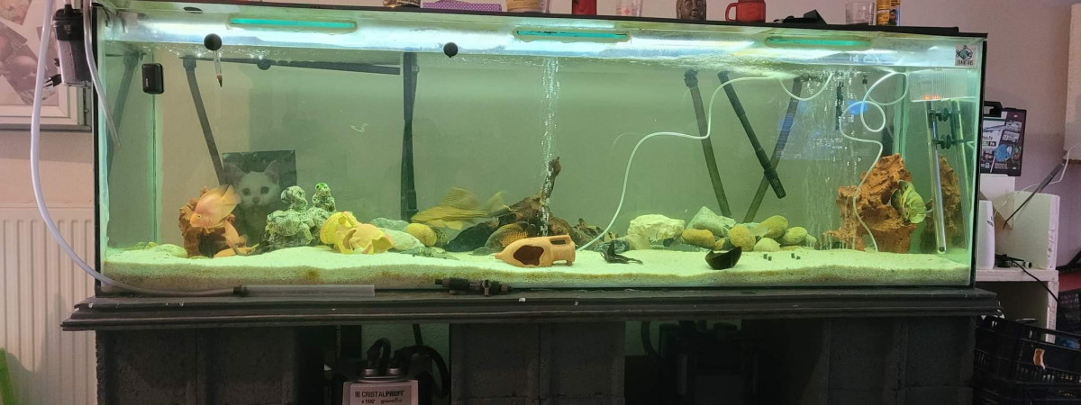 aquarium Paisible