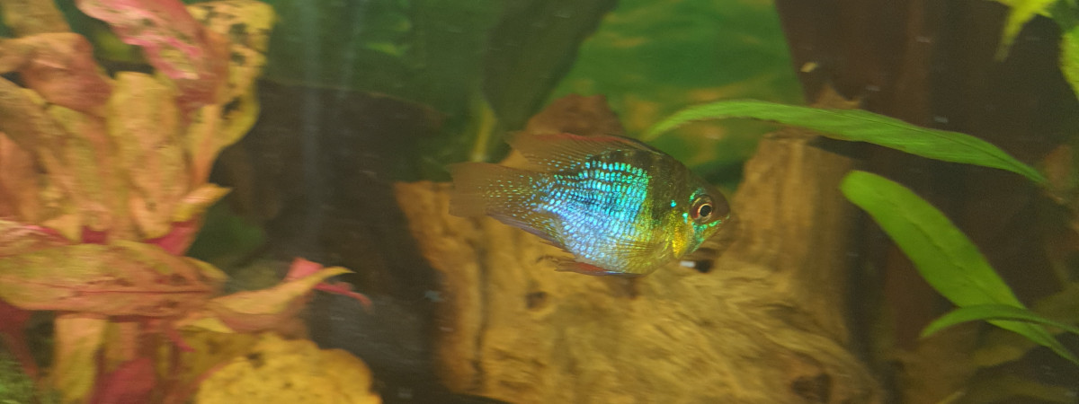 aquarium Aquarium neutres