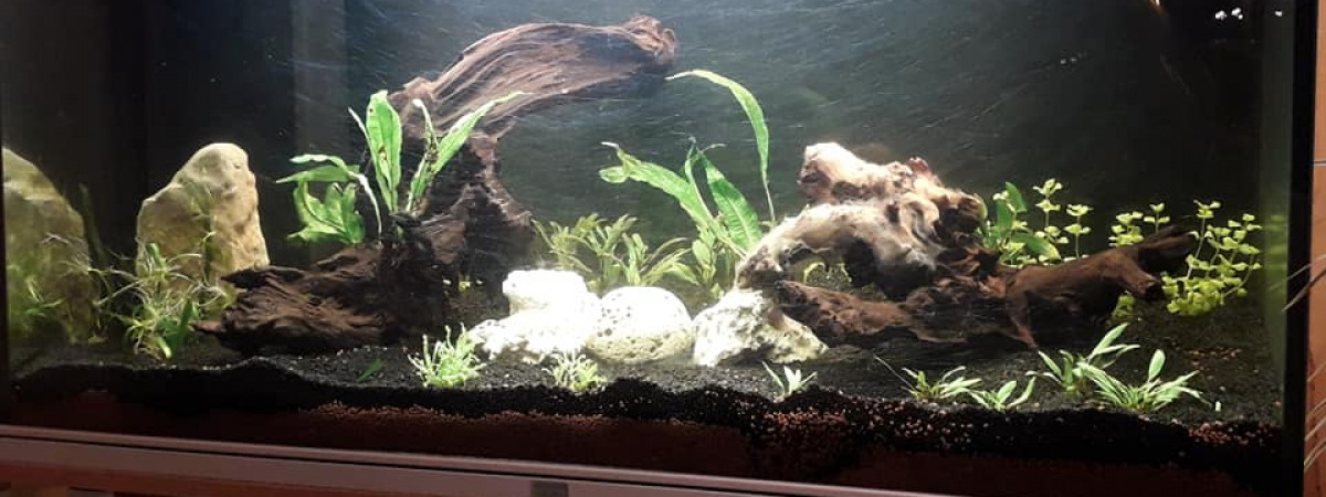 aquarium Amazonien
