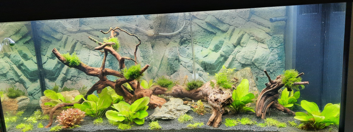 aquarium amazonien 66