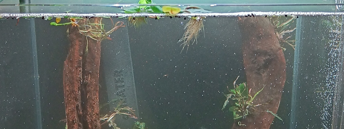 aquarium Killies