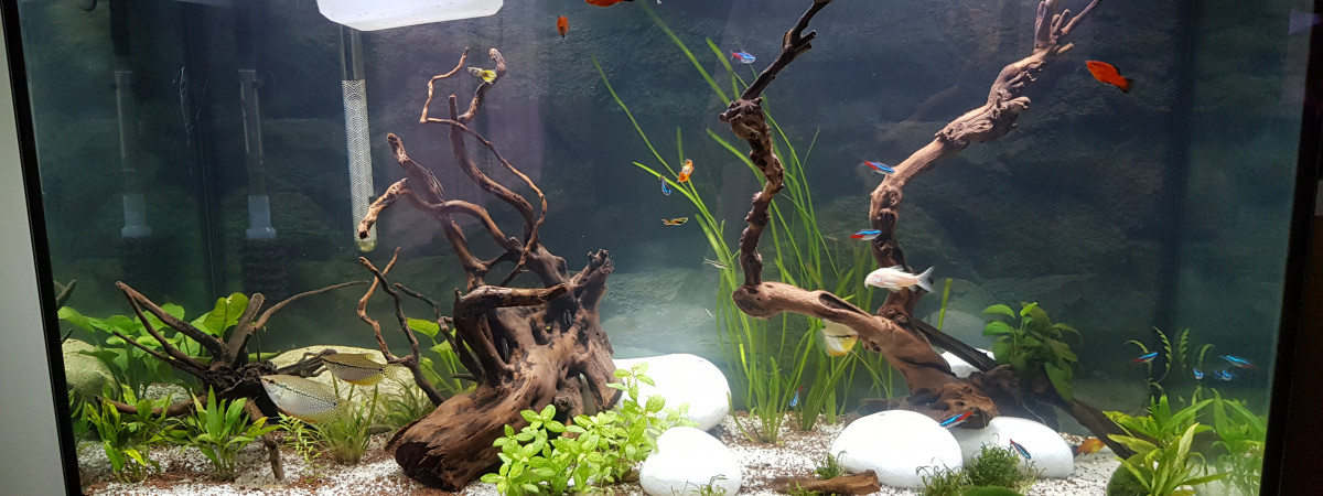 aquarium 240L