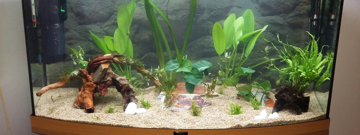 aquarium Zen