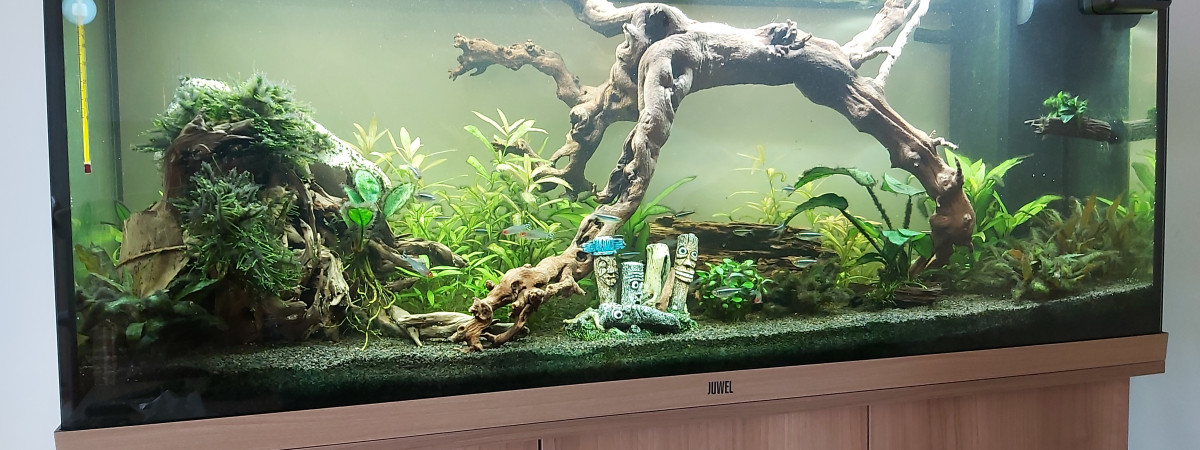 aquarium 240-Amazonien