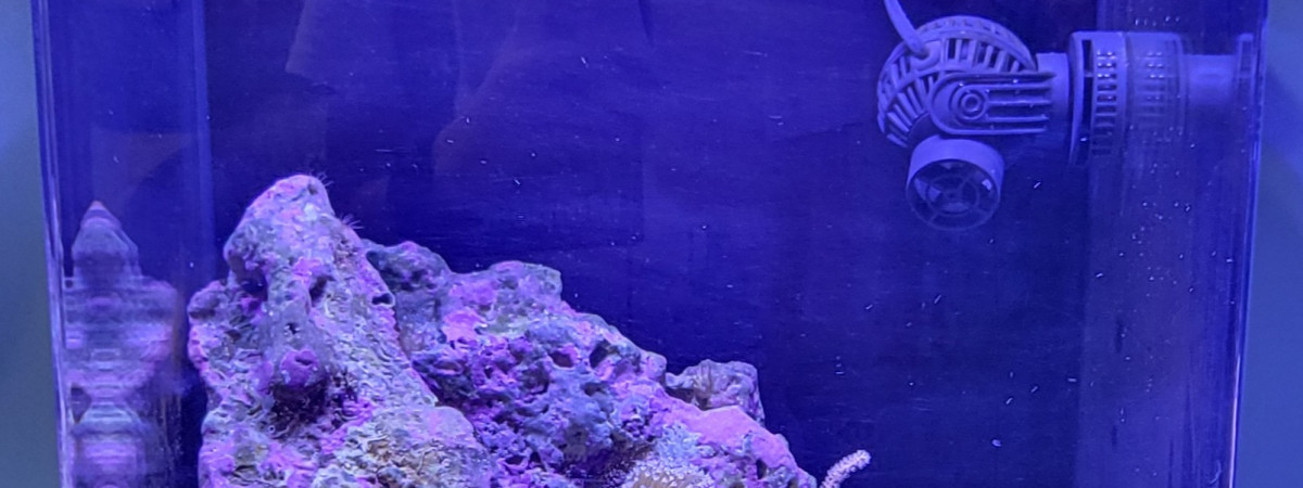 aquarium Biotope récifale de 60 l spécifique coraux et poissons