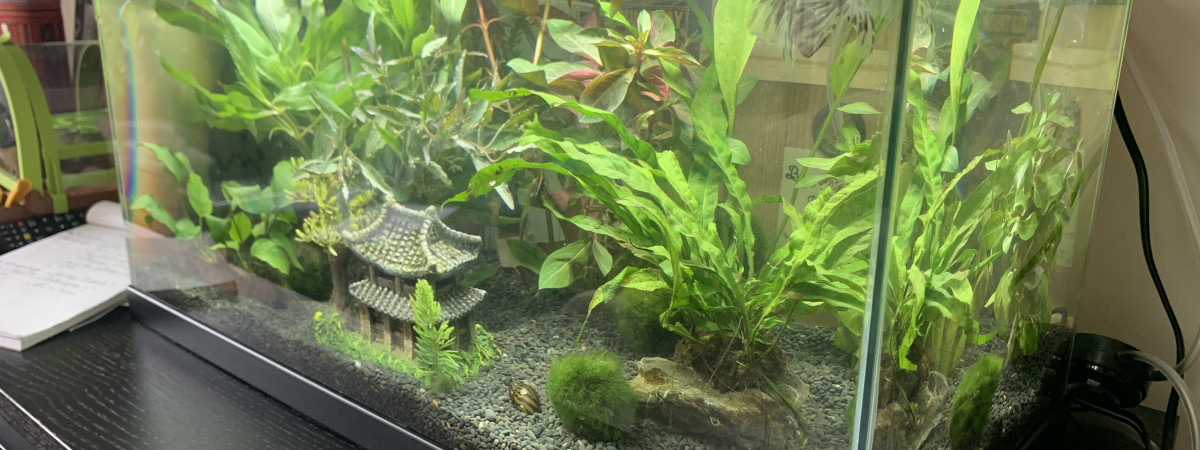 aquarium Bonami