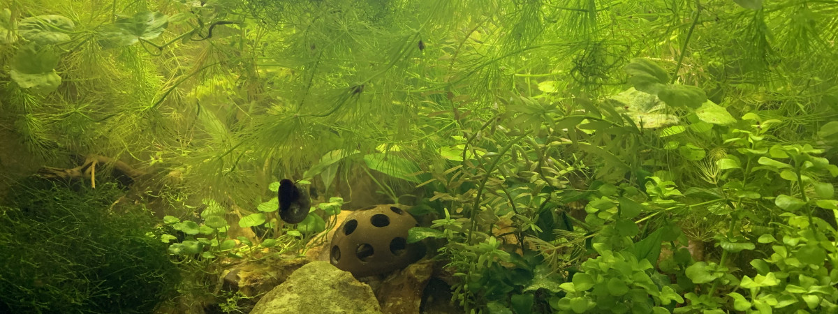 aquarium 60 litres
