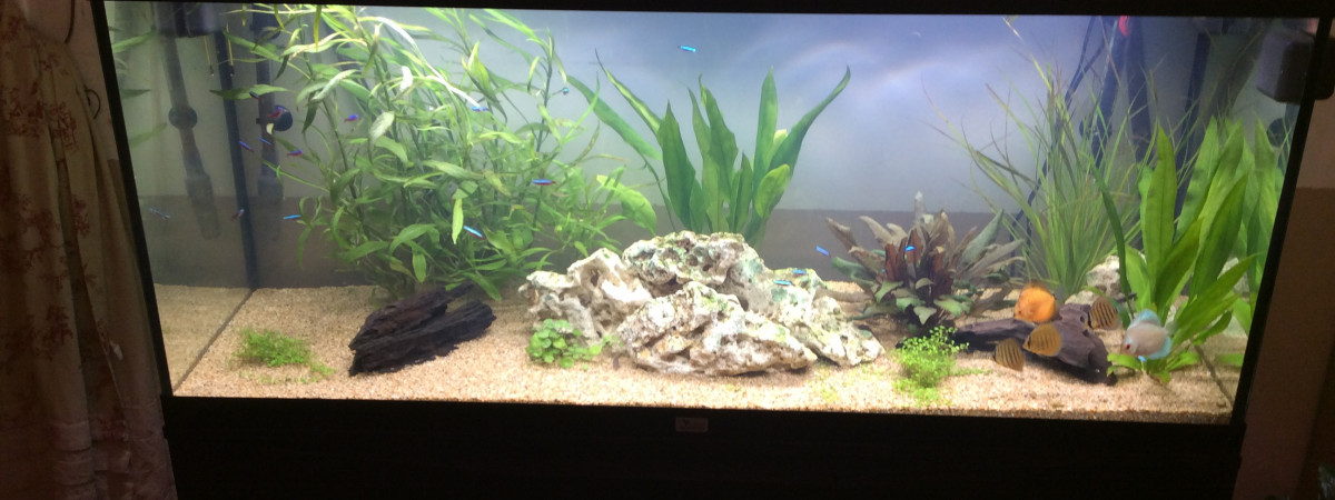 aquarium 300 l