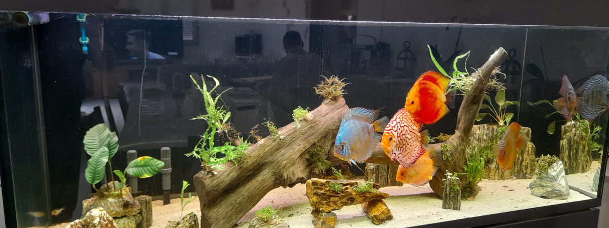 aquarium Ravey