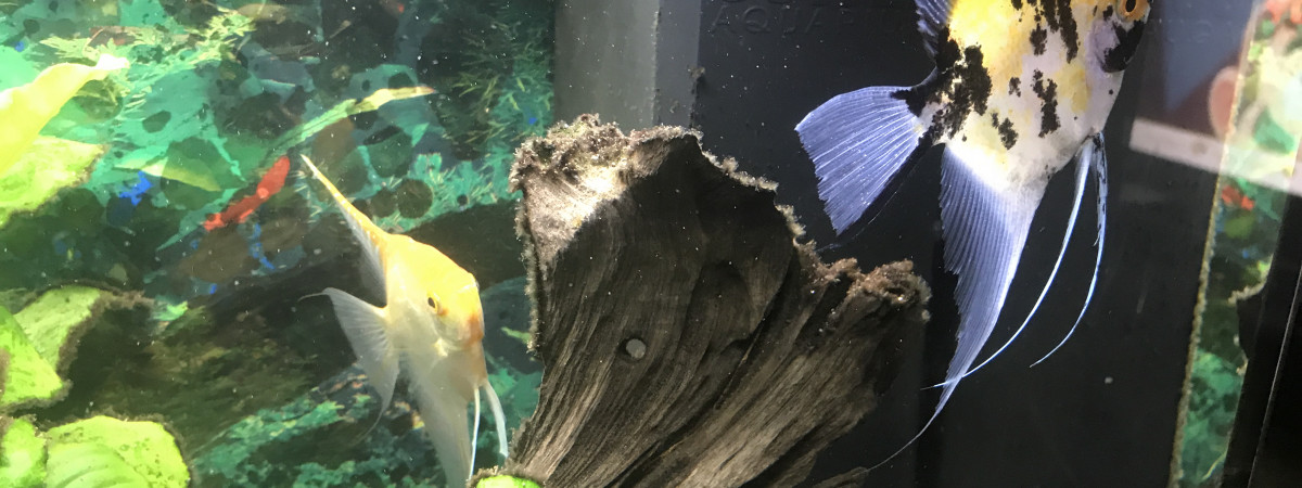 aquarium Gg