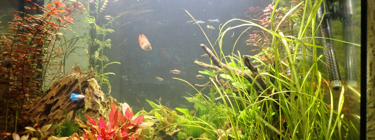 aquarium biotope 5 recto