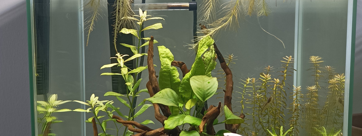 aquarium Aquascape 30L
