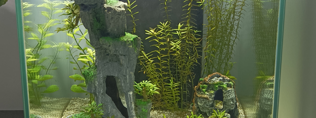 aquarium Betta 40L