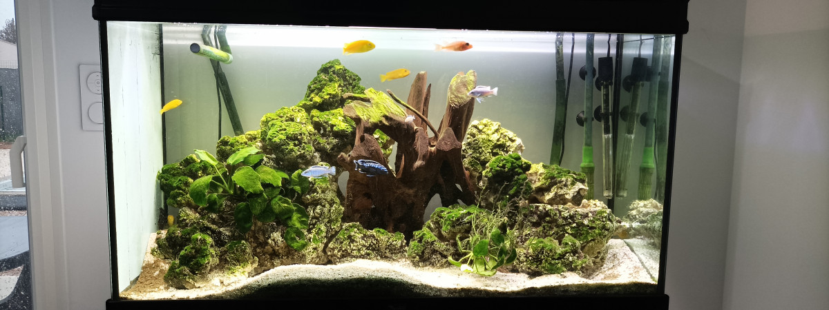 aquarium Malawi 250L