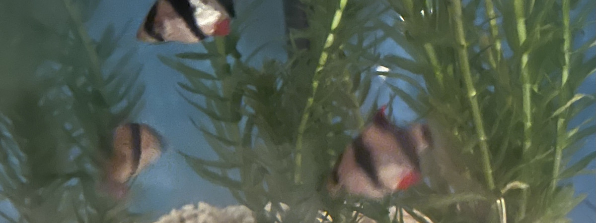 aquarium aqua25