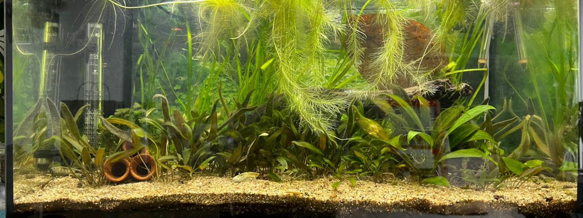 aquarium Low tech 60l