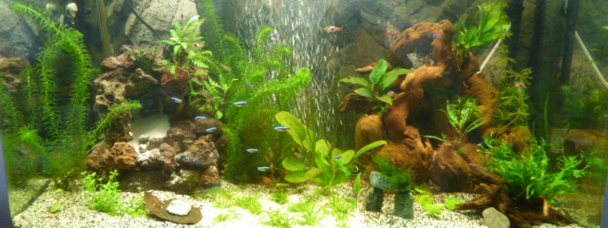 aquarium principal