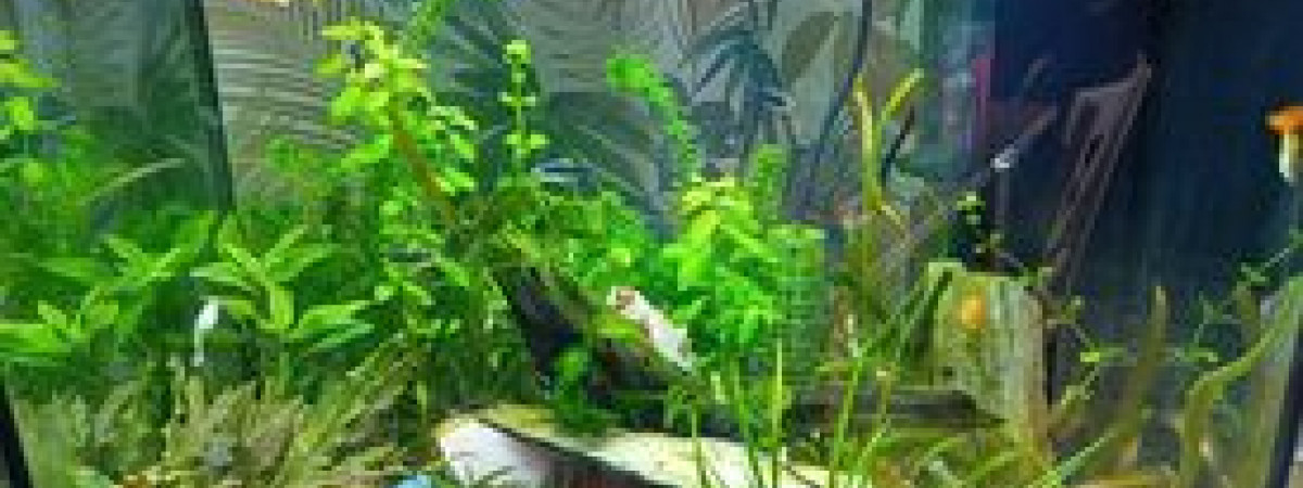 aquarium LIDO 120