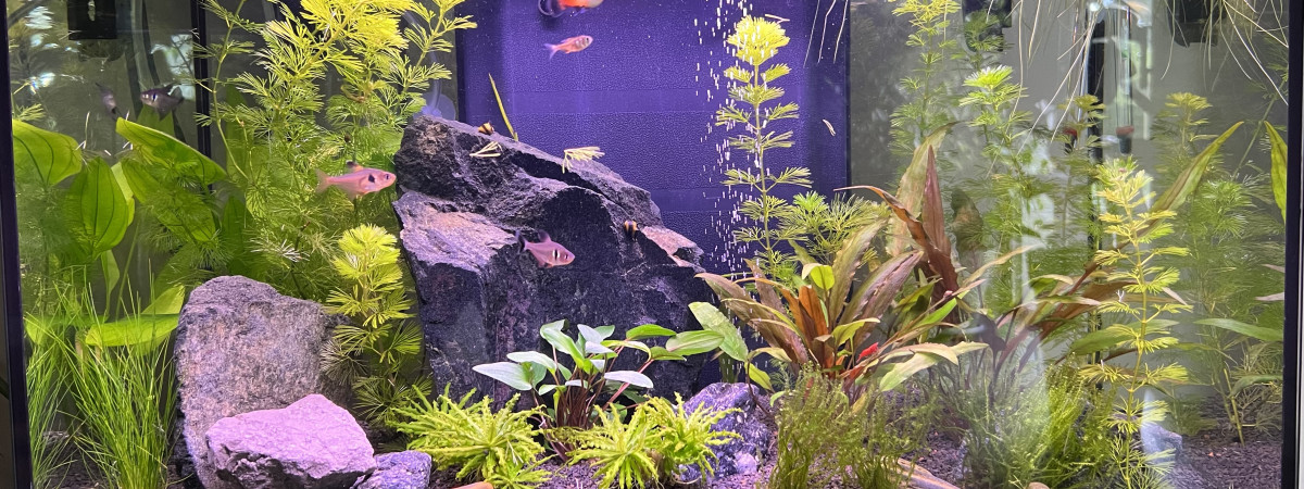 aquarium Sam 60L