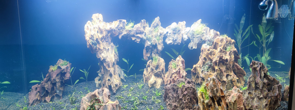aquarium Asiatique