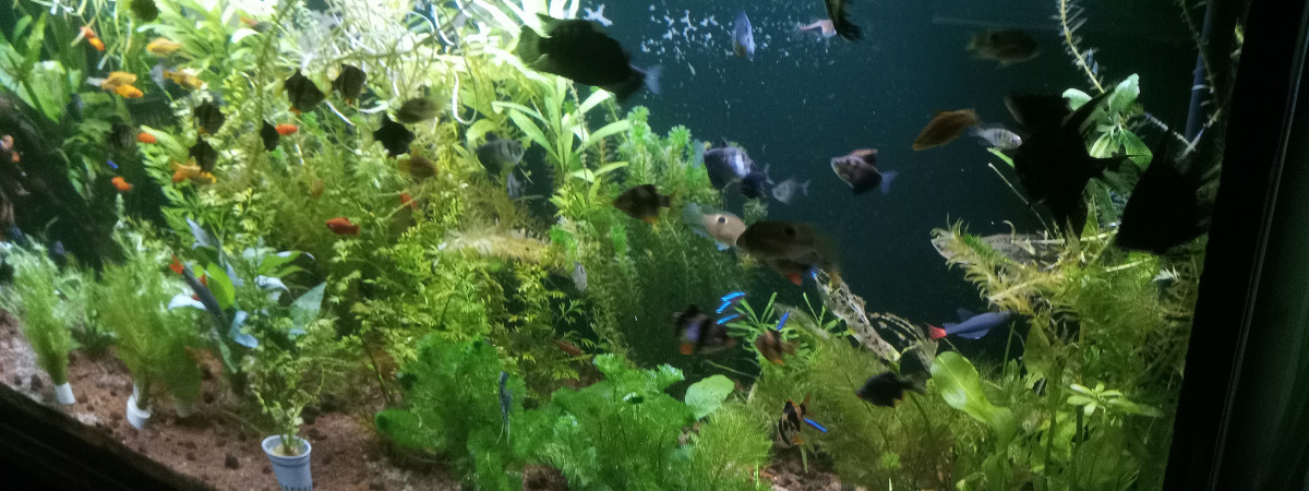 aquarium aquarium