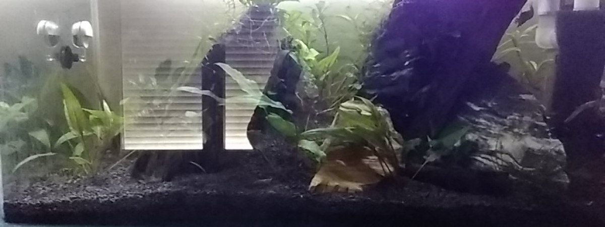 aquarium 1er