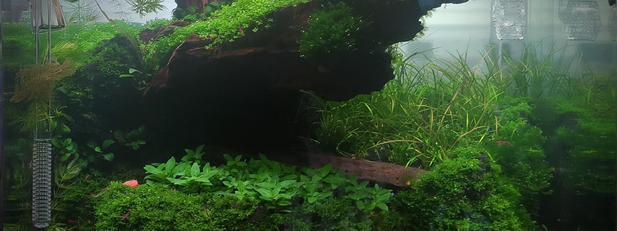 aquarium Scaper Tank