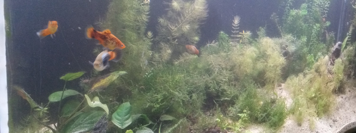 aquarium aquarium deux