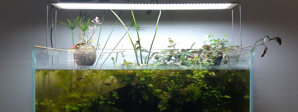 aquarium Aquarium Naturel 1